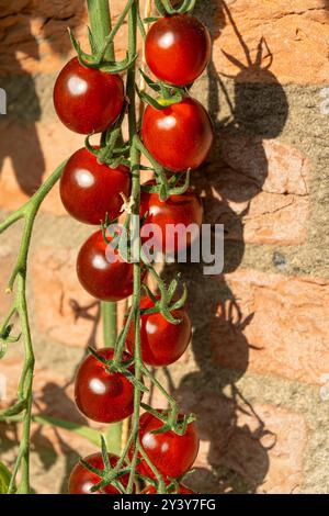 Tomaten/Paradeiser. Mehrfarbige Tomaten. Ernte farbenfroher Tomaten. Kirschtomaten, rote, gelbe und große Orangentomaten. Hand Hält Artisan Blush Tiger. Stockfoto