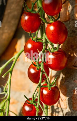 Tomaten/Paradeiser. Mehrfarbige Tomaten. Ernte farbenfroher Tomaten. Kirschtomaten, rote, gelbe und große Orangentomaten. Hand Hält Artisan Blush Tiger. Stockfoto