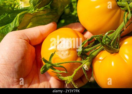 Tomaten/Paradeiser. Mehrfarbige Tomaten. Ernte farbenfroher Tomaten. Kirschtomaten, rote, gelbe und große Orangentomaten. Hand Hält Artisan Blush Tiger. Stockfoto