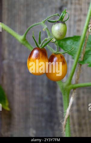 Tomaten/Paradeiser. Mehrfarbige Tomaten. Ernte farbenfroher Tomaten. Kirschtomaten, rote, gelbe und große Orangentomaten. Hand Hält Artisan Blush Tiger. Stockfoto