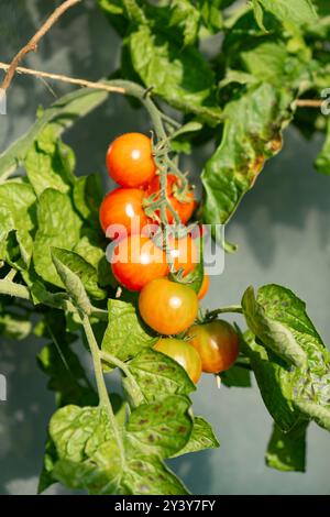 Tomaten/Paradeiser. Mehrfarbige Tomaten. Ernte farbenfroher Tomaten. Kirschtomaten, rote, gelbe und große Orangentomaten. Hand Hält Artisan Blush Tiger. Stockfoto