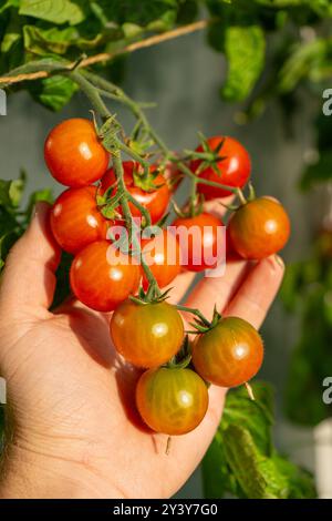 Tomaten/Paradeiser. Mehrfarbige Tomaten. Ernte farbenfroher Tomaten. Kirschtomaten, rote, gelbe und große Orangentomaten. Hand Hält Artisan Blush Tiger. Stockfoto