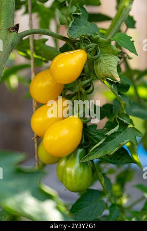 Tomaten/Paradeiser. Mehrfarbige Tomaten. Ernte farbenfroher Tomaten. Kirschtomaten, rote, gelbe und große Orangentomaten. Hand Hält Artisan Blush Tiger. Stockfoto