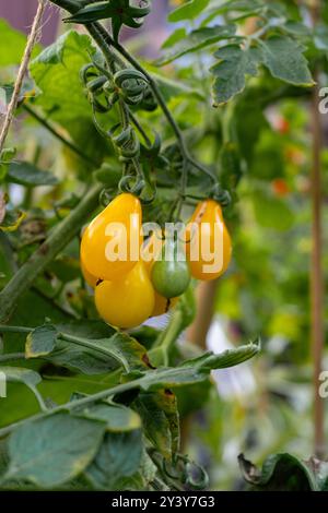 Tomaten/Paradeiser. Mehrfarbige Tomaten. Ernte farbenfroher Tomaten. Kirschtomaten, rote, gelbe und große Orangentomaten. Hand Hält Artisan Blush Tiger. Stockfoto