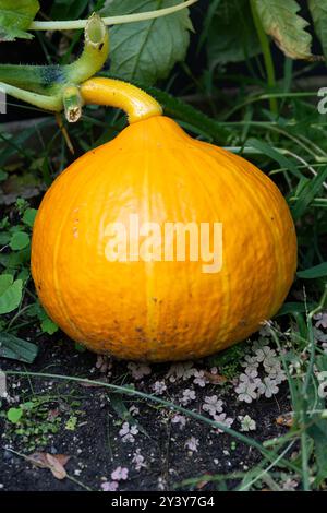 Kürbis Wächst. Kürbis wächst noch auf der Pflanze. Kürbispflanze. Nahaufnahme von Orangenkürbis und Jack-o'-Lantern-Anbau. Stockfoto