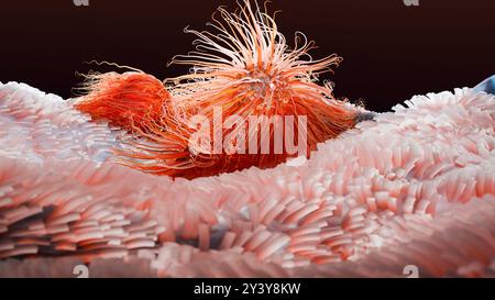 Peritreiche Bakterien mit viel Flagellum, schädlicher Bazillus mit langen Schwänzen, Prokaryote, Viren Probiotika und Erreger, H. pylori, Mikrobenflagell Stockfoto