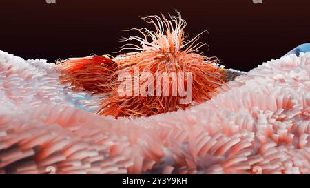 Peritreiche Bakterien mit viel Flagellum, schädlicher Bazillus mit langen Schwänzen, Prokaryote, Viren Probiotika und Erreger, H. pylori, Mikrobenflagell Stockfoto