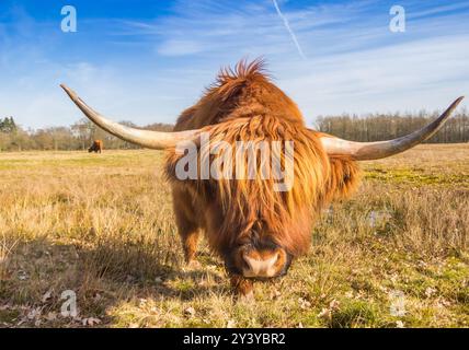 Neugierige schottische Hochlanderkuh in einem Naturschutzgebiet in Drenthe, Niederlande Stockfoto