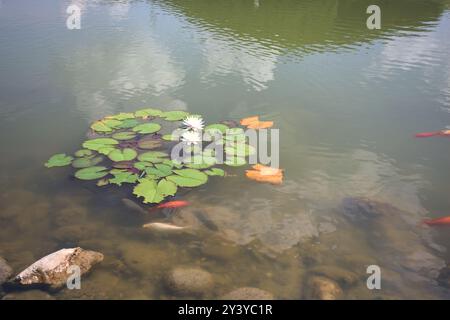 Teich mit Koi-Karpfen und Lilienpads Stockfoto