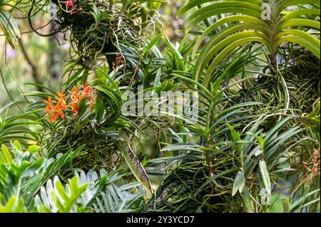 Die Orchidee ist eine Renanthera Kalsom „Orange“, eine Gattung von großen, rampelnden monopodialen epiphytischen und terrestrischen Orchideenarten der National Orchid G Stockfoto