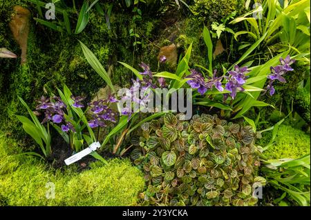 Unter anderen Orchideen ist das Zygopetalum „impasto Blue“ mit blassvioletten und weißen Blüten und einem zarten Duft, der im Sembcorp Cool H angebaut wird Stockfoto