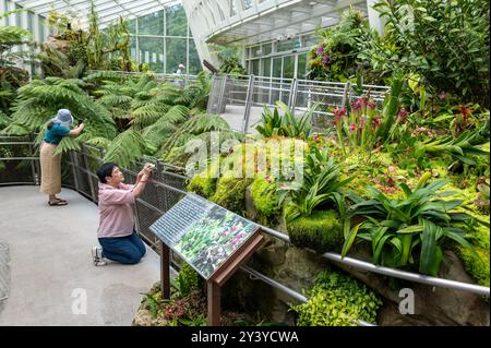 Im Sembcorp Cool House, dem größten Anbieter von Ökostrom in Singapur, fotografieren Besucher gerne die große Vielfalt an Orchideen Stockfoto