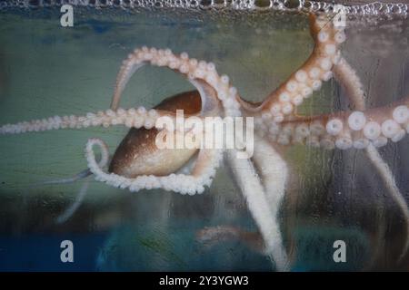 Oktopus in einem Aquarium, Nahaufnahme von Oktopustentakeln Stockfoto