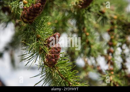 Nahaufnahme eines grünen Tannenzapfens auf einem Tannenzweig, junger Tannenzapfen mit einem grünen Farbton mit Anklängen von Rosa an den Spitzen. Hochwertige Fotos Stockfoto