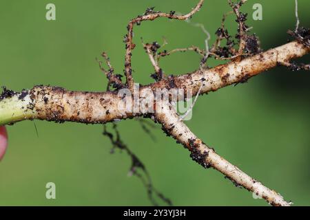 Eine Kolonie von Blattläusen auf Dillwurzel im Garten. Blattläuse, die im Boden auf den Wurzeln von Pflanzen leben. Stockfoto