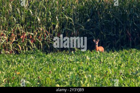 ...Ein Platz an der Sonne - und dazu ein deftiges Fruehstueck - so recht nach Rehbock Art.... Rehbock an einem Maisfeld *** ein Ort in der Sonne und ein herzhaftes Frühstück, wie ein rehbock-rehbock in einem Maisfeld Stockfoto