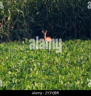 ...Ein Platz an der Sonne - und dazu ein deftiges Fruehstueck - so recht nach Rehbock Art.... Rehbock am Maisfeld *** ein Ort in der Sonne und ein herzhaftes Frühstück, wie ein rehbock in einem Maisfeld Stockfoto