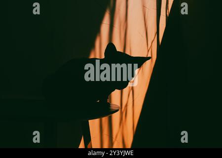 Silhouette einer kanadischen Sphynx-Katze mit großen Ohren auf orangefarbenem Hintergrund, die im Schatten sitzt. Ästhetische Tapete mit Katzentier. Kopierbereich Stockfoto