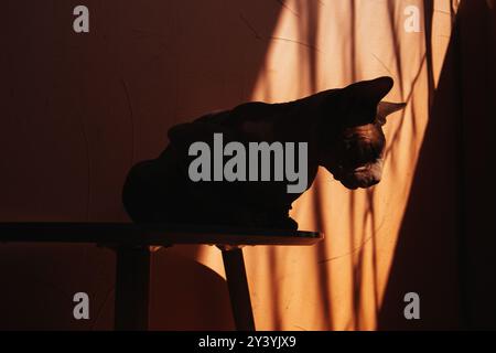 Silhouette einer kanadischen Sphynx-Katze mit großen Ohren auf orangefarbenem Hintergrund, die im Schatten sitzt. Ästhetische Tapete mit Katzentier. Kopierbereich Stockfoto