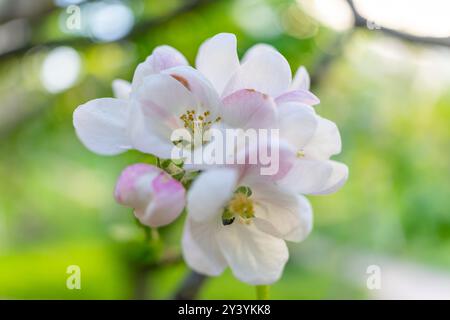 Hellrosa Blüten eines Apfelbaums werden aus nächster Nähe fotografiert Stockfoto