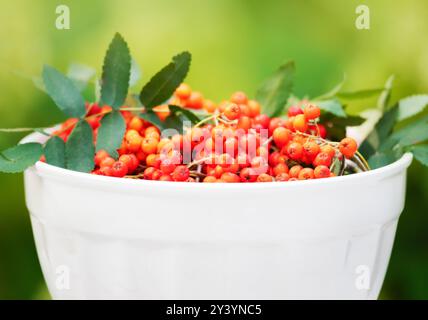 Frische reife vogelbeeren in weißer Schüssel vor farbenfrohem Hintergrund Stockfoto