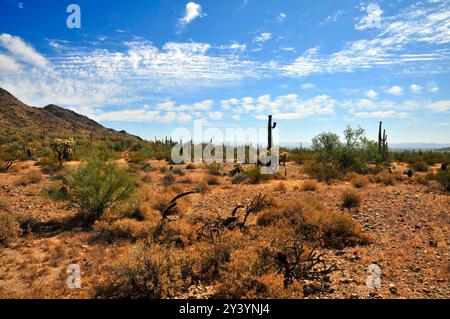 Die riesige Wüste Sonora San Tan Mountains im Zentrum von Arizona USA an einem frühen Sommermorgen Stockfoto