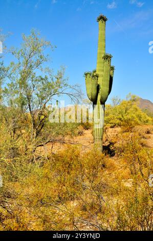 Die riesige Wüste Sonora San Tan Mountains im Zentrum von Arizona USA an einem frühen Sommermorgen Stockfoto