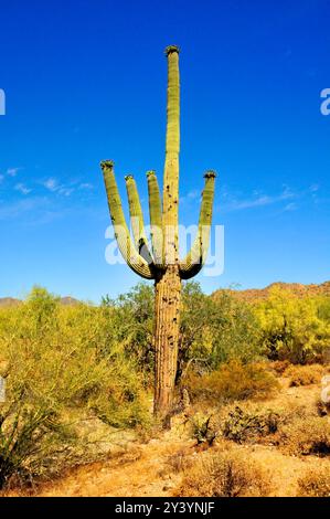 Die riesige Wüste Sonora San Tan Mountains im Zentrum von Arizona USA an einem frühen Sommermorgen Stockfoto