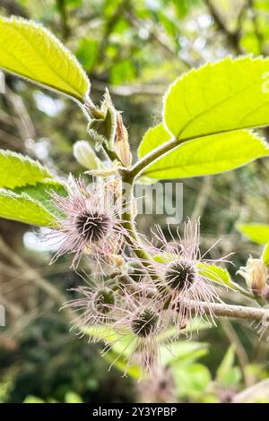 Papierkulbeere (Broussonetia papyrifera) ist eine blühende Pflanze aus der Familie der Moraceae. Sie ist in Asien beheimatet, wo sie unter anderem Taiwan, China und Ja umfasst Stockfoto