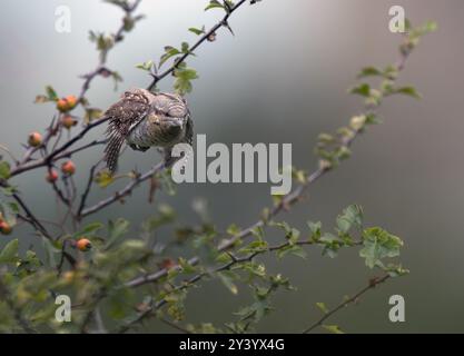 Ein Wryneck (Jynx torquilla) im Flug, Norfolk Stockfoto