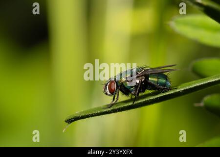 Eine schlafende Fliege am frühen Morgen Stockfoto