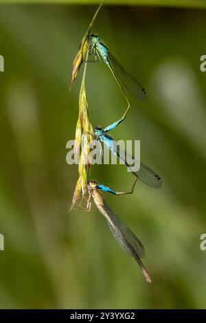 Drei Damselfliegen hängen, um um einen Partner zu konkurrieren Stockfoto