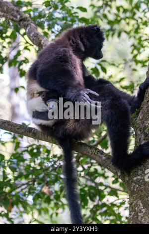 Eine Milne-Edwardss-Sifaka mit einem Baby, das auf einem Baum im Ranomafana-Nationalpark in Madagaskar sitzt Stockfoto