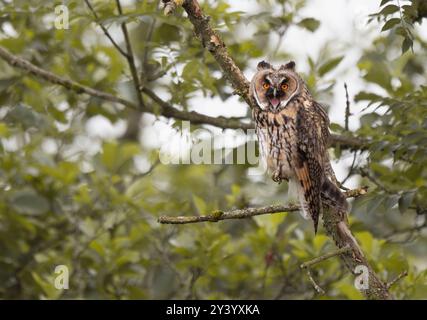 Eine wilde junge Langohr-Eule (Asio otus), die nach Nahrung ruft, Nordengland Stockfoto