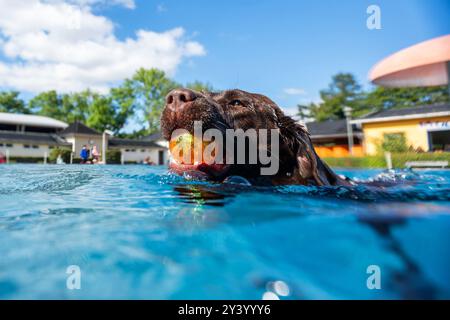 Waltershausen, Deutschland. September 2024. Labrador Hund Daisy schwimmt im Pool mit einem Ball im Mund. Am Ende der thüringischen Freibad-Saison organisiert das Freibad in Waltershausen ein Hundeschwimmbad. Quelle: Jacob Schröter/dpa/Alamy Live News Stockfoto