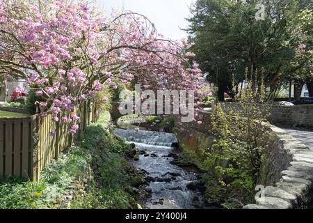 Cherry Tree blüht über dem Artle Beck in Brookhouse Caton bei Lancaster Lancashire England Stockfoto