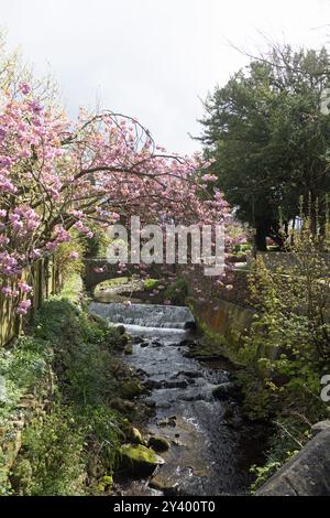 Cherry Tree blüht über dem Artle Beck in Brookhouse Caton bei Lancaster Lancashire England Stockfoto