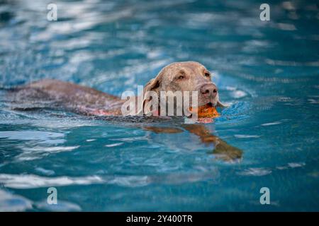 Waltershausen, Deutschland. September 2024. Weimaranerhund Karla schwimmt im Pool mit einem Spielzeug im Mund. Am Ende der thüringischen Freibad-Saison organisiert das Freibad in Waltershausen ein Hundeschwimmbad. Quelle: Jacob Schröter/dpa/Alamy Live News Stockfoto