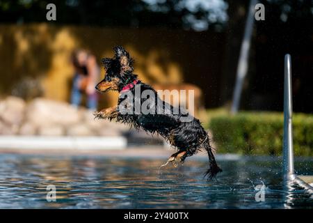 Waltershausen, Deutschland. September 2024. Der englische Cocker Spaniel Daisy springt in den Pool, um ihr Spielzeug zu holen. Am Ende der thüringischen Freibad-Saison organisiert das Freibad in Waltershausen ein Hundeschwimmbad. Quelle: Jacob Schröter/dpa/Alamy Live News Stockfoto