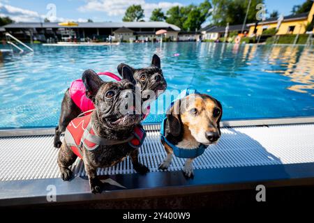 Waltershausen, Deutschland. September 2024. Der französische Bulldog Buddy (l-r), der französische Bulldog Elfriede und der Beagle Dachshund warten am Rand des Pools darauf, dass ihr Spielzeug ins Wasser geworfen wird. Am Ende der thüringischen Freibad-Saison organisiert das Freibad in Waltershausen ein Hundeschwimmbad. Quelle: Jacob Schröter/dpa/Alamy Live News Stockfoto