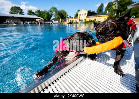 Waltershausen, Deutschland. September 2024. French Bulldogs Buddy (l) und Elfriede spielen mit einem Ring am Beckenrand. Am Ende der thüringischen Freibad-Saison organisiert das Freibad in Waltershausen ein Hundeschwimmbad. Quelle: Jacob Schröter/dpa/Alamy Live News Stockfoto