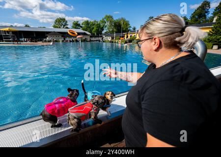 Waltershausen, Deutschland. September 2024. Ein Hundebesitzer wirft ein Spielzeug für die französische Bulldogge Elfriede (l-r), die französische Bulldogge Buddy und den Beagle Dachshund Mix Ludo ins Wasser. Am Ende der thüringischen Freibad-Saison organisiert das Freibad in Waltershausen ein Hundeschwimmbad. Quelle: Jacob Schröter/dpa/Alamy Live News Stockfoto