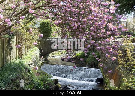 Cherry Tree blüht über dem Artle Beck in Brookhouse Caton bei Lancaster Lancashire England Stockfoto