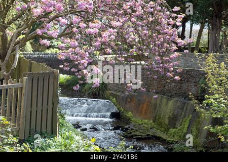 Cherry Tree blüht über dem Artle Beck in Brookhouse Caton bei Lancaster Lancashire England Stockfoto