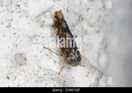 Winziger Blattrichter, Allygus, ruht an der Wand des Gebäudes. Stockfoto