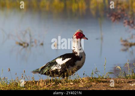 Eine Ente steht auf einem grasbewachsenen Ufer vor einem ruhigen See mit bunten Pflanzen im Hintergrund, Moschusente, Moschusente (Cairina moschata), Barbar Stockfoto