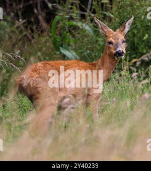 A Roe Deer Doe (Capreolus capreolus) in den Cotswold Hills Gloucestershire UK Stockfoto