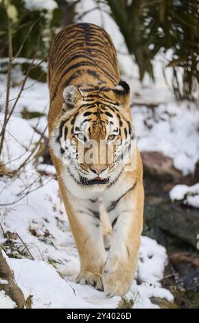 Sibirischer Tiger (Panthera tigris altaica) im Winter im Schnee, gefangen, Deutschland, Europa Stockfoto