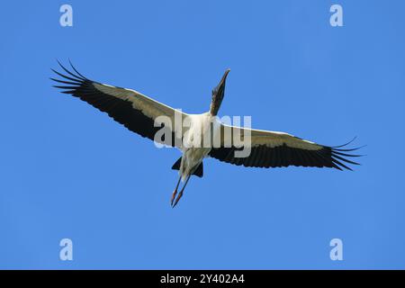 Holzstorch (Mycteria americana), mit ausgestreckten Flügeln, die durch einen klaren blauen Himmel fliegen, Wakodahatchee Wetlands, Delray Beach, Florida, USA, Nord Am Stockfoto