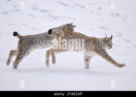 Eurasischer Luchs (Lynx Luchs) spielt im Winter im Schnee, läuft, Bayern, Deutschland, Europa Stockfoto